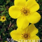 Rare Potentilla Fruticosa 100+ Seeds