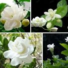 Rare BELLFARM 20 PCS/bag jasmine seeds indoor plants perennial flower seeds Item NO.: DL122C