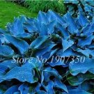 Rare 120 Colorful Hosta Seeds Perfect Color Perennials Plantain Mixed