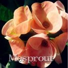 Rare Euphorbia Milii Hybrid Middle 100 seeds Big Flowers Crown Of Thorns Seeds