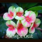 Rare Euphorbia Milii Hybrid Middle 100 seeds Big Flowers Crown Of Thorns Seeds