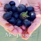 Rare Japanese Black Persimmon Rare Species Fruit Tree 20 Seeds