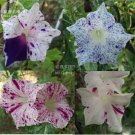 Rare BELLFARM 50 PCS 6 Types Of Ipomoea Nil Morning Glory Flower Seeds