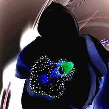 Rare 100 PCS Rare Black Orchid Flower Seeds Exotic Orchid Home Garden Bonsai Planting Seeds