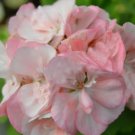 Rare BELLFARM 'Odensjo Ljus och Varme' Geranium White Light Orange Flowers Seeds. 10 Seeds
