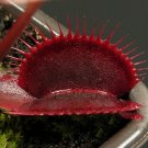 Rare 100 PCS Red Dragon Flytrap Seeds