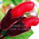 Rare Flower Lipstick 100+ seeds
