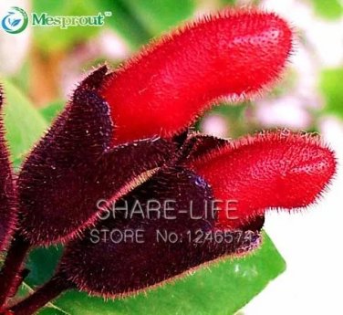 Rare Flower Lipstick 100+ seeds