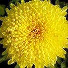 Rare 100 pcs/bag Beautiful Yellow Chrysanthemum Seeds