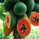 Rare BELLFARM 6PCS Guangxin Dark Green Skin Red Inside Papaya Fruits