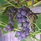 Rare BELLFARM 100PCS Bluebell Grape Seeds, Black Blue Color Winter Hardy