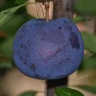 Rare BELLFARM 20PCS Black Plum Prunus 'Lydecker' Fruit Seeds