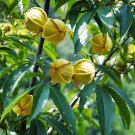Rare BELLFARM Heirloom American Pecan 10 Seeds 'Nut Walnut'