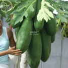 Rare BELLFARM Papaya Giant Long Tree Fruit Seeds, 6 Seeds