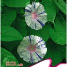 Rare BELLFARM 'Phoebe' White Blue Stripes Morning Glory Climbing Flowers, 20pcs Seeds