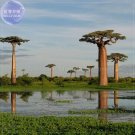 Rare BELLFARM 2pcs Grandidier's Baobab - Adansonia Seeds