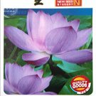 Rare Purple Lotus Seeds, 1 Original Pack, Approx 5 Seeds / Pack