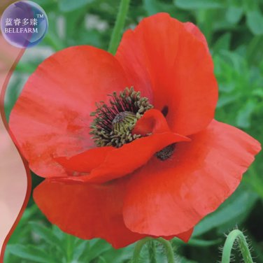 Rare Corn Poppy Flower Coquelicot Flower Seeds, Original pack, 120 Seeds