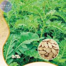 Rare Astragalus Herb Plant Seeds, Original pack, 20 Seeds