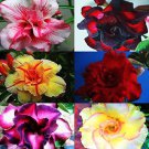 Rare 30 pcs Mixed 6 Types Multi-Layer Adenium obesum Desert Rose Seeds