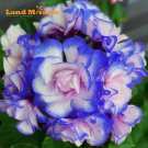 Rare 10 seeds 'Night Blue' Geranium Seeds Appleblossom Rosebud Pelargonium
