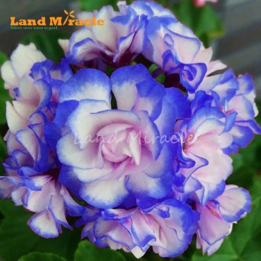 Rare 10 seeds 'Night Blue' Geranium Seeds Appleblossom Rosebud Pelargonium