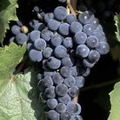 Rare 1 Professional Pack, 100 seeds / pack, Marquette Dark Blue Grape Seed Red Wine Grape