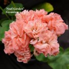 Rare BELLFARM 10PCS 'Noel Gordon' Geranium Seeds