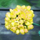 Rare BELLFARM 10PCS 'Goden Years Appleblossom' Geranium Flowers Seeds