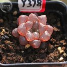 Rare BELLFARM Haworthia obtusa Semilucent Red Lovely Bonsai Succulent Seed 5pcs