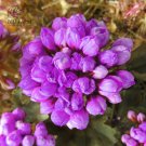 Rare BELLFARM 10PCS Rare Geranium Seeds Purple Tulip Pelargonium