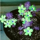 Rare Oxalis Wood Sorrel Flowers, Purple & Green Flowers 100 seeds