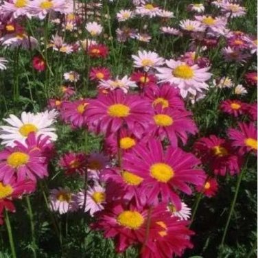 Rare PYRETHRUM Daisy Flower Natural Mosquito Repellent Garden Home Seed Home Garden