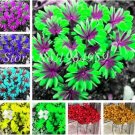 Rare Mixed Oxalis 100 Seeds