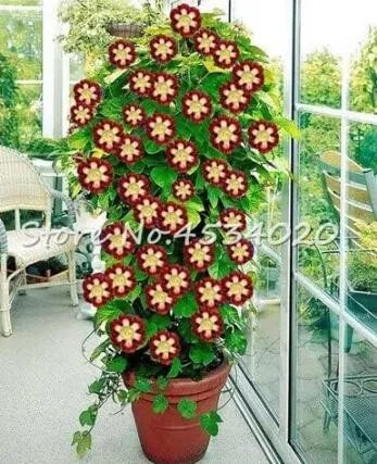 Rare Climbing Gloxinia 100 Seeds
