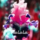 Rare Bearded Iris Flower Rare 50 seeds