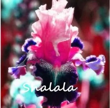 Rare Bearded Iris Flower Rare 50 seeds