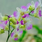 Rare Senior Ornamental Orchid, Water Pink & Greenish White 200 seeds