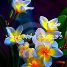 Rare Plumeria 50 Seed