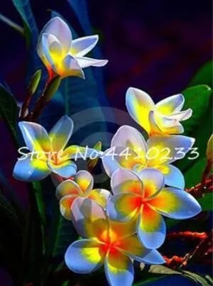 Rare Plumeria 50 Seed
