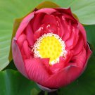 Rare Nelumbo nucifera ‘Crimson Velvet’ Lotus Seeds 5 PCS