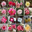 Rare 30 mix Adenium Seeds Red, White Red Stripe,White Red Edge ect Double Single Desert Rose