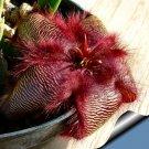 Rare Stapelia hirsuta Seeds 5 PCS
