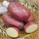 Rare Potato red Skin Home Garden Vegetable 100 seeds