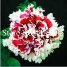 Rare Color Petunia Seeds 100 seeds
