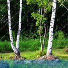 Rare White Birch Tree, Rare Russian Heirloom Sacred White Birch 100 seeds