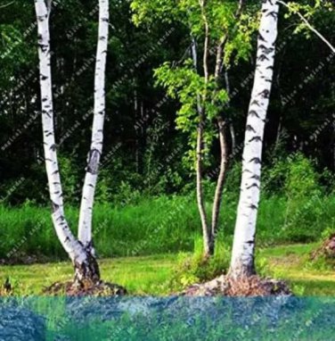 Rare White Birch Tree, Rare Russian Heirloom Sacred White Birch 100 seeds