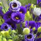 Rare Multicolor Eustoma Seeds, Purple Flowers 200 seeds