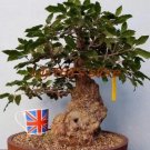 Rare Heirloom Oak Tree Seed Quercus Alba Acorns 3 Seed