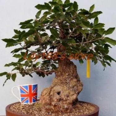 Rare Heirloom Oak Tree Seed Quercus Alba Acorns 3 Seed